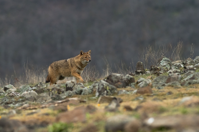 <i class='fa fa-user'></i>&nbsp;Willem Verhagen&nbsp;|  Goudjakhals&nbsp; <i class='fa fa-eye'>&nbsp;40</i> &nbsp;<i class='fa fa-thumbs-up'>&nbsp;5</i> &nbsp; <i class='fa fa-comment-o'>&nbsp;2</i>