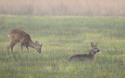 <i class='fa fa-user'></i>&nbsp;Eric Gibcus&nbsp;|  Ree&nbsp; <i class='fa fa-eye'>&nbsp;11</i> &nbsp; <i class='fa fa-comment-o'>&nbsp;2</i>