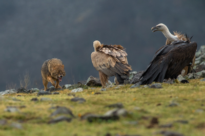 <i class='fa fa-user'></i>&nbsp;Willem Verhagen&nbsp;|  Goudjakhals&nbsp; <i class='fa fa-eye'>&nbsp;57</i> &nbsp;<i class='fa fa-thumbs-up'>&nbsp;7</i> &nbsp; <i class='fa fa-comment-o'>&nbsp;6</i>