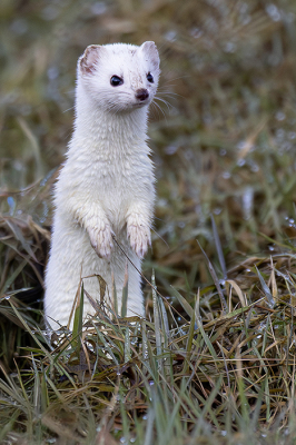 <i class='fa fa-user'></i>&nbsp;Bertus&nbsp;|  Hermelijn&nbsp; <i class='fa fa-eye'>&nbsp;33</i> &nbsp; <i class='fa fa-comment-o'>&nbsp;1</i>