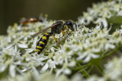 <i class='fa fa-user'></i>&nbsp;Martin Verbeeten&nbsp;|  Grote Zeefwesp&nbsp; <i class='fa fa-eye'>&nbsp;5</i> &nbsp; <i class='fa fa-comment-o'>&nbsp;0</i>