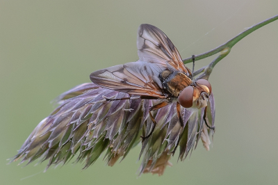 <i class='fa fa-user'></i>&nbsp;Johan van Gurp&nbsp;|  Ectophasia crassipennis&nbsp; <i class='fa fa-eye'>&nbsp;5</i> &nbsp; <i class='fa fa-comment-o'>&nbsp;0</i>