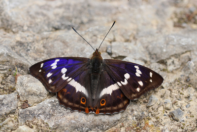 <i class='fa fa-user'></i>&nbsp;Paul Vandebroek&nbsp;|  Grote Weerschijnvlinder&nbsp; <i class='fa fa-eye'>&nbsp;12</i> &nbsp;<i class='fa fa-thumbs-up'>&nbsp;1</i> &nbsp; <i class='fa fa-comment-o'>&nbsp;1</i>