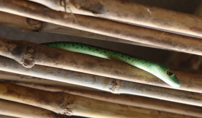 <i class='fa fa-user'></i>&nbsp;ggerretje&nbsp;| Gespikkelde bosslang&nbsp; <i class='fa fa-eye'>&nbsp;5</i> &nbsp; <i class='fa fa-comment-o'>&nbsp;2</i>