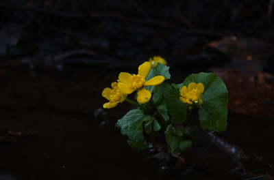 <i class='fa fa-user'></i>&nbsp;nelappelmelk&nbsp;|  Dotterbloem&nbsp; <i class='fa fa-eye'>&nbsp;21</i> &nbsp; <i class='fa fa-comment-o'>&nbsp;1</i>