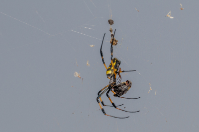 <i class='fa fa-user'></i>&nbsp;Louis56&nbsp;|  Kaap Verdische Wespspin&nbsp; <i class='fa fa-eye'>&nbsp;17</i> &nbsp; <i class='fa fa-comment-o'>&nbsp;1</i>