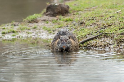 <i class='fa fa-user'></i>&nbsp;Willem Verhagen&nbsp;|  Beverrat&nbsp; <i class='fa fa-eye'>&nbsp;18</i> &nbsp; <i class='fa fa-comment-o'>&nbsp;0</i>