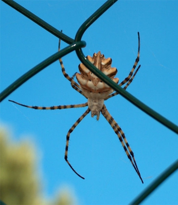 <i class='fa fa-user'></i> Christian | Argiope lobata  <i class='fa fa-eye'> 235</i>   <i class='fa fa-comment-o'> 4</i>