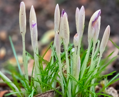 <i class='fa fa-user'></i>&nbsp;guidomwm&nbsp;|  Boerencrocus&nbsp; <i class='fa fa-eye'>&nbsp;17</i> &nbsp; <i class='fa fa-comment-o'>&nbsp;0</i>