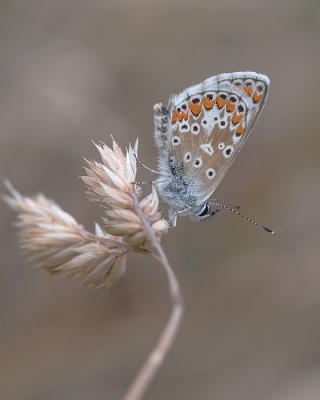 <i class='fa fa-user'></i>&nbsp;Johan van Gurp&nbsp;|  Bruin Blauwtje&nbsp; <i class='fa fa-eye'>&nbsp;17</i> &nbsp; <i class='fa fa-comment-o'>&nbsp;0</i>