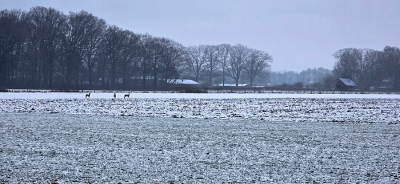 het land was weer wit en plotseling liepen er 3 ree�n richting Spankeren Kappersweg.
ver weg en weinig tijd maar toch leuk om weer eens te zien na maanden lange afwezigheid.