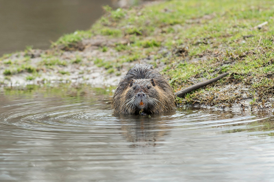 De verbeterde versie met weggestempelde kluit. Is inderdaad beter dan de eerste versie die in het VA staat.
