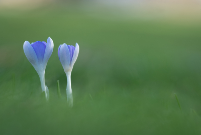 <i class='fa fa-user'></i>&nbsp;Jurgen Maassen&nbsp;|  Bonte Krokus&nbsp; <i class='fa fa-eye'>&nbsp;18</i> &nbsp; <i class='fa fa-comment-o'>&nbsp;2</i>