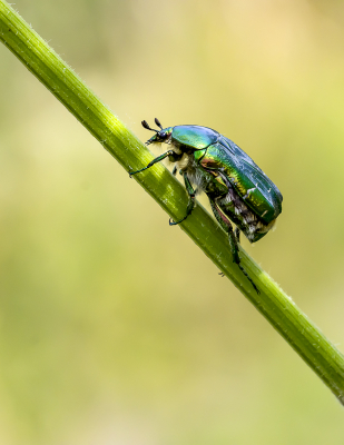 <i class='fa fa-user'></i>&nbsp;Martin Verbeeten&nbsp;|  Gouden Tor&nbsp; <i class='fa fa-eye'>&nbsp;25</i> &nbsp; <i class='fa fa-comment-o'>&nbsp;1</i>