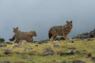 <i class='fa fa-user'></i>&nbsp;Willem Verhagen&nbsp;|  Goudjakhals&nbsp; <i class='fa fa-eye'>&nbsp;41</i> &nbsp;<i class='fa fa-thumbs-up'>&nbsp;4</i> &nbsp; <i class='fa fa-comment-o'>&nbsp;2</i>