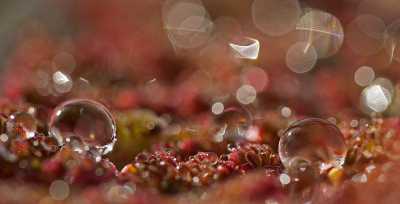 <i class='fa fa-user'></i>&nbsp;Nel R&nbsp;|  Regendruppels&nbsp; <i class='fa fa-eye'>&nbsp;4</i> &nbsp; <i class='fa fa-comment-o'>&nbsp;0</i>