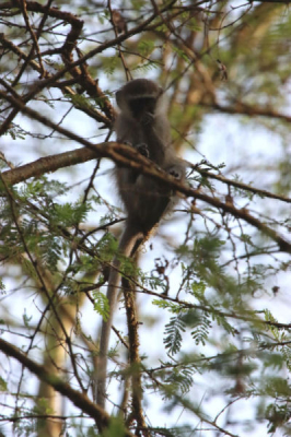 <i class='fa fa-user'></i>&nbsp;ggerretje&nbsp;| Tantalusmeerkat&nbsp; <i class='fa fa-eye'>&nbsp;4</i> &nbsp; <i class='fa fa-comment-o'>&nbsp;2</i>