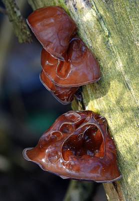 <i class='fa fa-user'></i>&nbsp;nelappelmelk&nbsp;|  Echt Judasoor&nbsp; <i class='fa fa-eye'>&nbsp;14</i> &nbsp; <i class='fa fa-comment-o'>&nbsp;3</i>