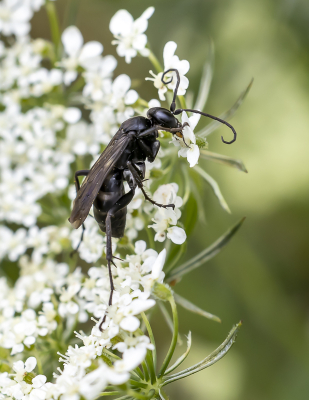 <i class='fa fa-user'></i>&nbsp;Martin Verbeeten&nbsp;|  Zwarte borstelspinnendoder&nbsp; <i class='fa fa-eye'>&nbsp;9</i> &nbsp; <i class='fa fa-comment-o'>&nbsp;0</i>