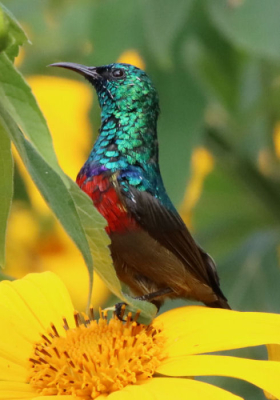 <i class='fa fa-user'></i>&nbsp;ggerretje&nbsp;| Olijfbuikhoningzuiger&nbsp; <i class='fa fa-eye'>&nbsp;6</i> &nbsp; <i class='fa fa-comment-o'>&nbsp;2</i>