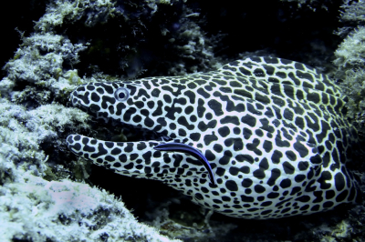 <i class='fa fa-user'></i>&nbsp;Vincent Rijnbende&nbsp;|  Grote Netmurene&nbsp; <i class='fa fa-eye'>&nbsp;25</i> &nbsp;<i class='fa fa-thumbs-up'>&nbsp;1</i> &nbsp; <i class='fa fa-comment-o'>&nbsp;2</i>