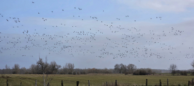 <i class='fa fa-user'></i>&nbsp;guidomwm&nbsp;|  De oever van de Rijn&nbsp; <i class='fa fa-eye'>&nbsp;9</i> &nbsp; <i class='fa fa-comment-o'>&nbsp;0</i>