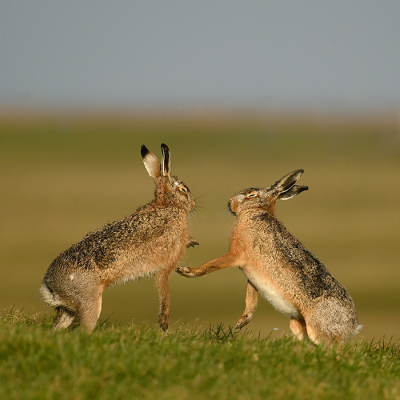 <i class='fa fa-user'></i>&nbsp;Eric Gibcus&nbsp;|  Haas&nbsp; <i class='fa fa-eye'>&nbsp;4</i> &nbsp; <i class='fa fa-comment-o'>&nbsp;0</i>