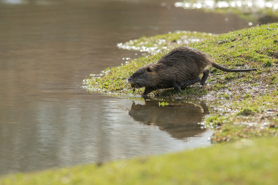 <i class='fa fa-user'></i>&nbsp;Willem Verhagen&nbsp;|  Beverrat&nbsp; <i class='fa fa-eye'>&nbsp;37</i> &nbsp; <i class='fa fa-comment-o'>&nbsp;0</i>