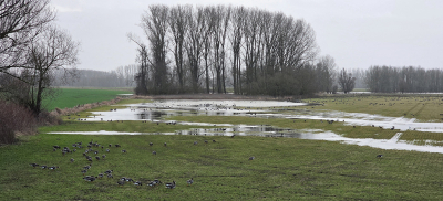 <i class='fa fa-user'></i>&nbsp;guidomwm&nbsp;|  Landschap met plassen water en ganzen&nbsp; <i class='fa fa-eye'>&nbsp;3</i> &nbsp; <i class='fa fa-comment-o'>&nbsp;0</i>