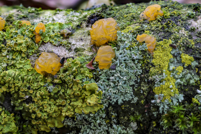 <i class='fa fa-user'></i>&nbsp;Martin Verbeeten&nbsp;|  Gele Trilzwam&nbsp; <i class='fa fa-eye'>&nbsp;2</i> &nbsp; <i class='fa fa-comment-o'>&nbsp;0</i>