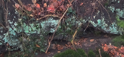 <i class='fa fa-user'></i>&nbsp;guidomwm&nbsp;|  Gelobde Poederkorst&nbsp; <i class='fa fa-eye'>&nbsp;24</i> &nbsp; <i class='fa fa-comment-o'>&nbsp;7</i>