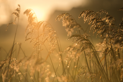 <i class='fa fa-user'></i>&nbsp;Willem Verhagen&nbsp;|  Riet&nbsp; <i class='fa fa-eye'>&nbsp;14</i> &nbsp; <i class='fa fa-comment-o'>&nbsp;0</i>