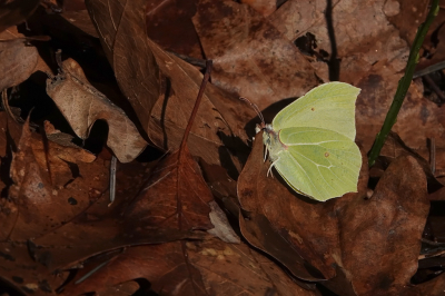 <i class='fa fa-user'></i>&nbsp;nelappelmelk&nbsp;|  Citroenvlinder&nbsp; <i class='fa fa-eye'>&nbsp;10</i> &nbsp; <i class='fa fa-comment-o'>&nbsp;1</i>