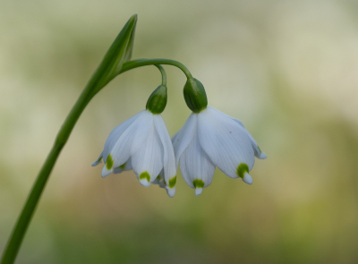 <i class='fa fa-user'></i>&nbsp;Tim Oord&nbsp;|  Lenteklokje&nbsp; <i class='fa fa-eye'>&nbsp;12</i> &nbsp;<i class='fa fa-thumbs-up'>&nbsp;1</i> &nbsp; <i class='fa fa-comment-o'>&nbsp;0</i>