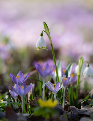 <i class='fa fa-user'></i>&nbsp;Tim Oord&nbsp;|  Lenteklokje&nbsp; <i class='fa fa-eye'>&nbsp;18</i> &nbsp; <i class='fa fa-comment-o'>&nbsp;1</i>