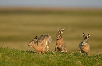 <i class='fa fa-user'></i>&nbsp;Eric Gibcus&nbsp;|  Haas&nbsp; <i class='fa fa-eye'>&nbsp;16</i> &nbsp;<i class='fa fa-thumbs-up'>&nbsp;1</i> &nbsp; <i class='fa fa-comment-o'>&nbsp;0</i>