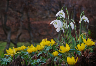 <i class='fa fa-user'></i>&nbsp;hesterb&nbsp;|  Gewoon Sneeuwklokje&nbsp; <i class='fa fa-eye'>&nbsp;4</i> &nbsp; <i class='fa fa-comment-o'>&nbsp;0</i>