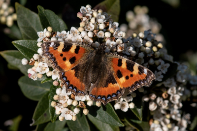 <i class='fa fa-user'></i>&nbsp;Johan van Gurp&nbsp;|  Kleine Vos&nbsp; <i class='fa fa-eye'>&nbsp;4</i> &nbsp; <i class='fa fa-comment-o'>&nbsp;1</i>