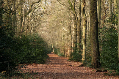 <i class='fa fa-user'></i>&nbsp;frbeuming&nbsp;|  Eikenlaan&nbsp; <i class='fa fa-eye'>&nbsp;4</i> &nbsp; <i class='fa fa-comment-o'>&nbsp;0</i>