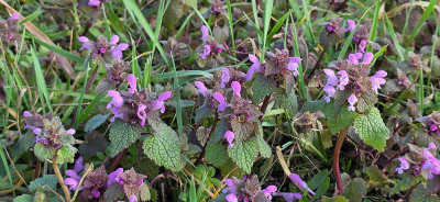 <i class='fa fa-user'></i>&nbsp;guidomwm&nbsp;|  Paarse Dovenetel&nbsp; <i class='fa fa-eye'>&nbsp;2</i> &nbsp; <i class='fa fa-comment-o'>&nbsp;0</i>