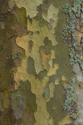 <i class='fa fa-user'></i>&nbsp;Willem Verhagen&nbsp;|  Gewone Plataan&nbsp; <i class='fa fa-eye'>&nbsp;24</i> &nbsp; <i class='fa fa-comment-o'>&nbsp;0</i>