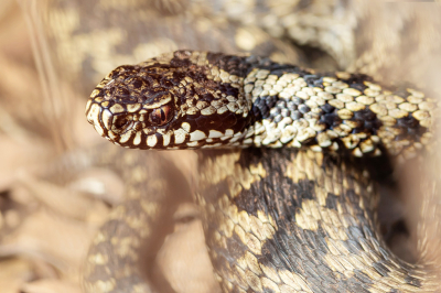 <i class='fa fa-user'></i>&nbsp;Tom&nbsp;|  Adder&nbsp; <i class='fa fa-eye'>&nbsp;15</i> &nbsp; <i class='fa fa-comment-o'>&nbsp;1</i>