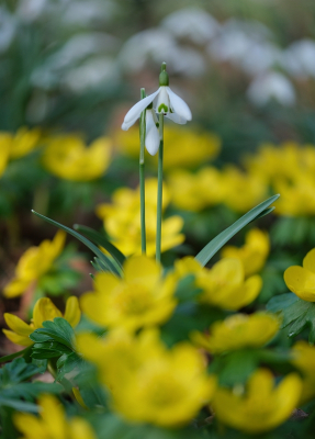 <i class='fa fa-user'></i>&nbsp;Tim Oord&nbsp;|  Gewoon Sneeuwklokje&nbsp; <i class='fa fa-eye'>&nbsp;18</i> &nbsp; <i class='fa fa-comment-o'>&nbsp;0</i>