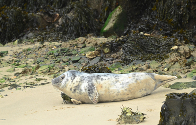 <i class='fa fa-user'></i>&nbsp;Eric Gibcus&nbsp;|  Gewone zeehond&nbsp; <i class='fa fa-eye'>&nbsp;8</i> &nbsp; <i class='fa fa-comment-o'>&nbsp;0</i>