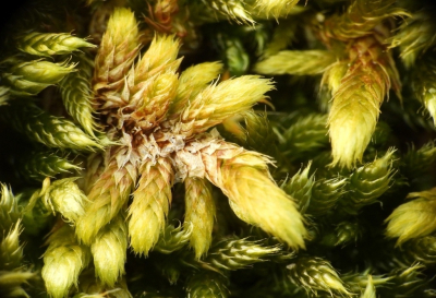 <i class='fa fa-user'></i>&nbsp;Jovanzo&nbsp;|  Buizerdmos&nbsp; <i class='fa fa-eye'>&nbsp;8</i> &nbsp; <i class='fa fa-comment-o'>&nbsp;0</i>