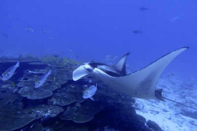 <i class='fa fa-user'></i>&nbsp;Vincent Rijnbende&nbsp;|  Rifmanta / Rifmantarog&nbsp; <i class='fa fa-eye'>&nbsp;27</i> &nbsp; <i class='fa fa-comment-o'>&nbsp;2</i>