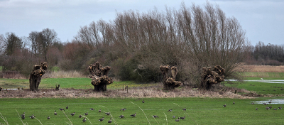 <i class='fa fa-user'></i>&nbsp;guidomwm&nbsp;|  Landschap met Wilgen&nbsp; <i class='fa fa-eye'>&nbsp;32</i> &nbsp; <i class='fa fa-comment-o'>&nbsp;0</i>