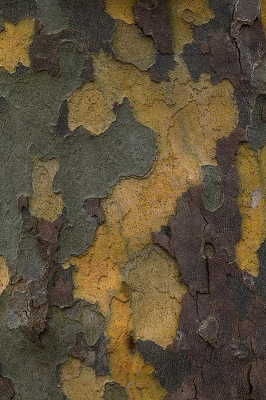 <i class='fa fa-user'></i>&nbsp;Willem Verhagen&nbsp;|  Gewone Plataan&nbsp; <i class='fa fa-eye'>&nbsp;20</i> &nbsp; <i class='fa fa-comment-o'>&nbsp;0</i>