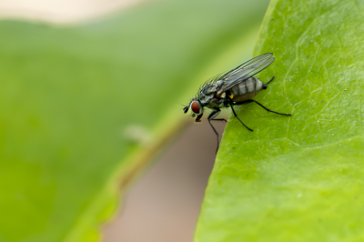 <i class='fa fa-user'></i>&nbsp;Martin Verbeeten&nbsp;|  Bloemvlieg sp&nbsp; <i class='fa fa-eye'>&nbsp;11</i> &nbsp; <i class='fa fa-comment-o'>&nbsp;0</i>