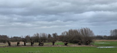 <i class='fa fa-user'></i>&nbsp;guidomwm&nbsp;|  Landschap met Wilgen&nbsp; <i class='fa fa-eye'>&nbsp;6</i> &nbsp; <i class='fa fa-comment-o'>&nbsp;0</i>